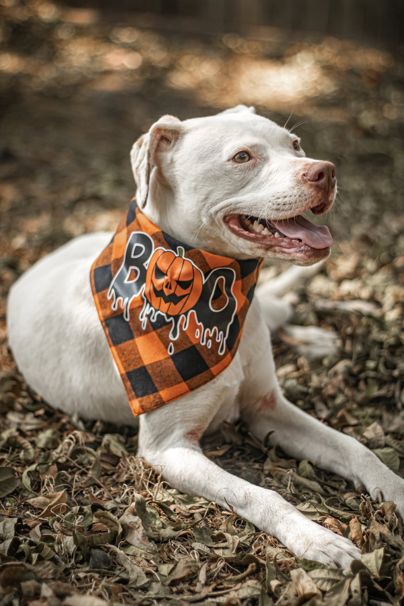 π Boo Halloween Dog Bandana